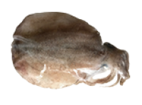 Mực lá Lý Sơn