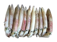 Mực trứng Vân Đồn