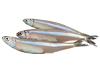 Cá cơm Lý Sơn