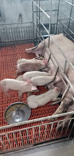 [2019-09-29] Gà ri tại TTTT SS1 mới